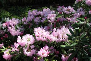 Rhododendron makinoi 1539-81-2009