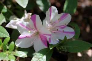 Rhododendron kiusianum 'Sai No Matsuzaka' 820-99-2000