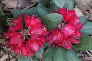 Rhododendron 'America' 1229-2000