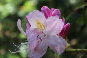 Rhododendron 'Persia'