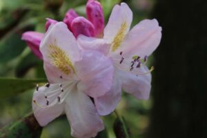 Rhododendron 'Persia'