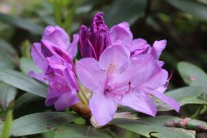Rhododendron 'Catawbiense Grandiflorum' 1346-1973
