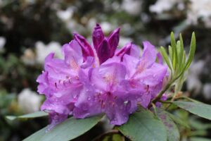 Rhododendron 'Teddy Bear'