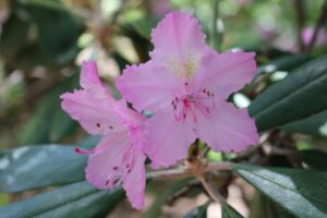 Rhododendron smirnowii 1362-73