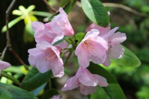 Rhododendron 'Gloxineum'