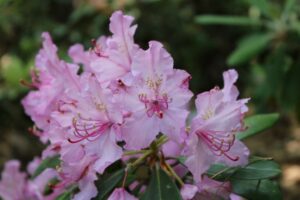 Rhododendron smirnowii 1362-73