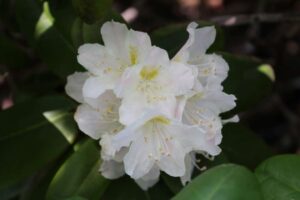 Rhododendron brachycarpum (Fujiyama)