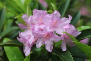 Rhododendron 'Wilsonii'