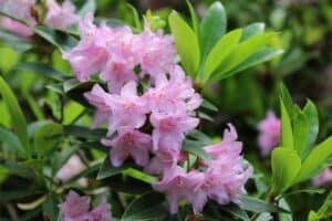 Rhododendron 'Wilsonii'