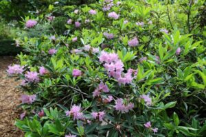 Rhododendron 'Wilsonii'