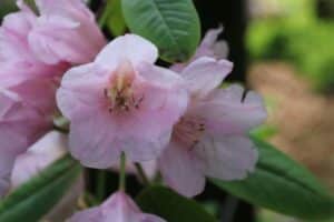 Rhododendron 'Gloxineum'
