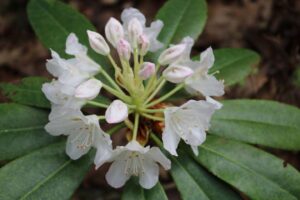 Rhododendron 'Scintillation'