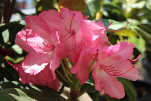 Rhododendron 'Astrid' RVH