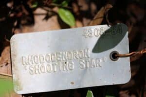 Rhododendron 'Shooting Star' 4308-84
