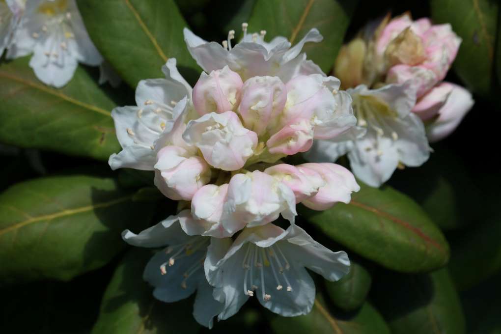 Rhododendron brachycarpum (Fujiyama)