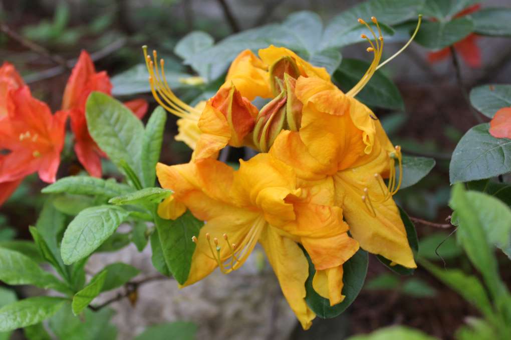 Rhododendron 'Sunbonnet'