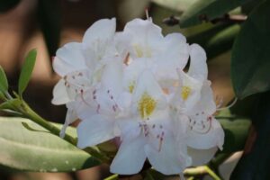 Rhododendron 'Janet Blair' 1332-1974