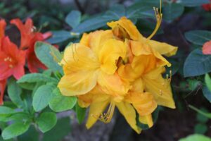 Rhododendron 'Sunbonnet'