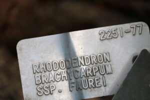 Rhododendron brachycarpum ssp fauriei 2251-77