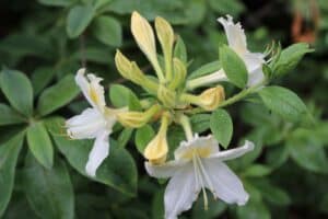 Rhododendron 'Daviesii' 1333-51