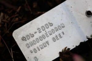 Rhododendron 'Ginny Gee' 906-2006