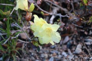 Rhododendron 'Wren' 940-2005