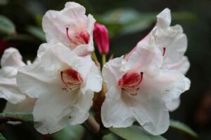 Rhododendron 'Tennessee' 2179-96