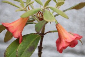 Rhododendron 'Medusa' 1380-2002