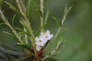 Rhododendron subarticum