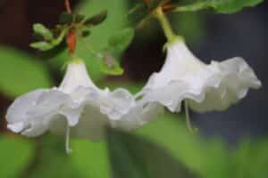 Rhododendron 'Schepeerle'