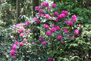 Rhododendron 'Spring Parade' 4310-1984