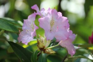 Rhododendron 'Ice Cube'
