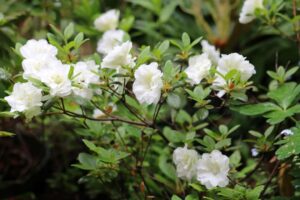 Rhododendron 'Schepeerle'