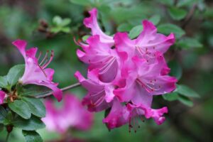 Rhododendron 'kiusianum Komo Kulshan'