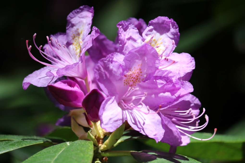 Rhododendron 'Jonathan Shaw' 1604-2002