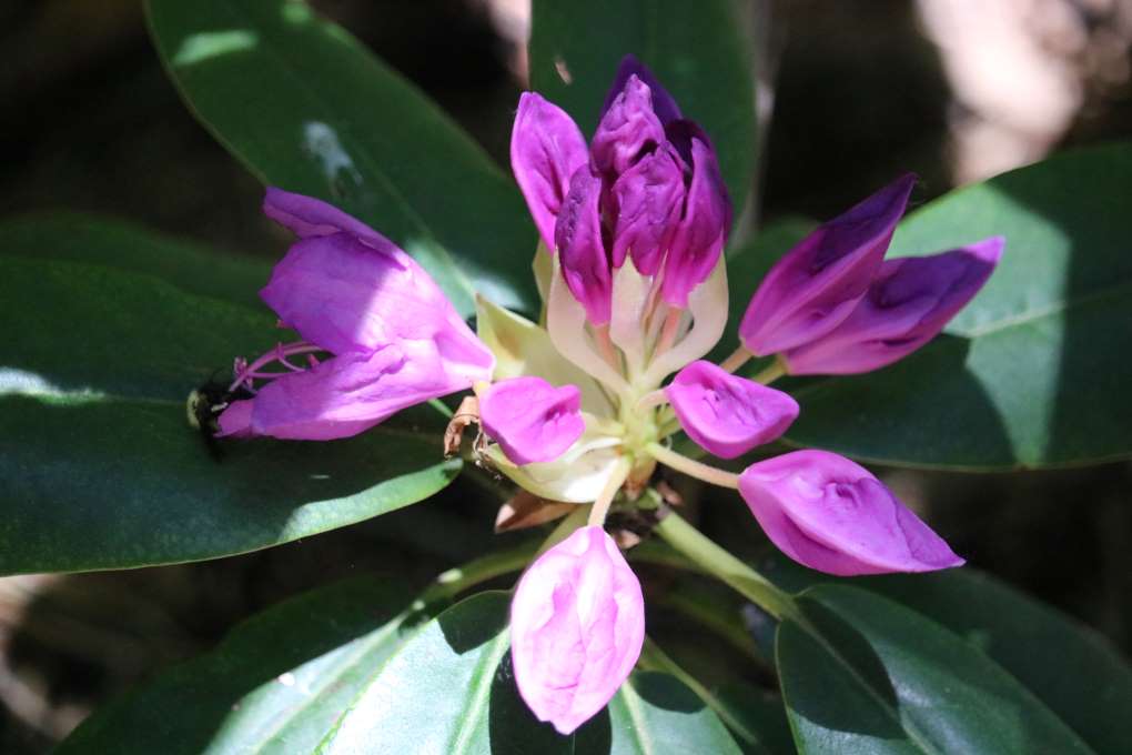 Rhododendron 'Jonathan Shaw' 1604-2002