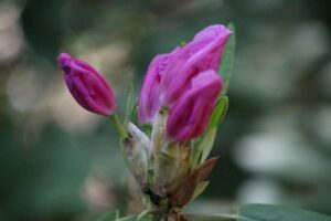 Rhododendron 'Gloxineum'