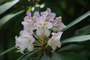 Rhododendron (brachycarpum x macrophyllum) 3215-1985