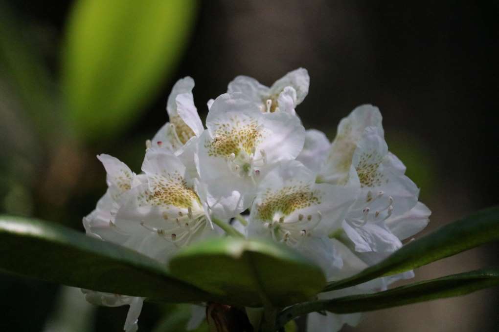 Rhododendron brachycarpum ssp tigerstedtii