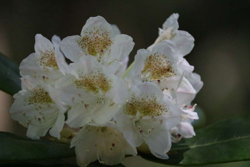 Rhododendron brachycarpum ssp tigerstedtii