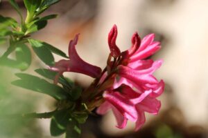 Rhododendron hisurtum 641-2010