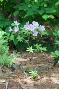 Rhododendron ripense 1724-2013
