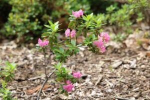 Rhododendron hirsutum 'Flore Pleno' 2162-1981