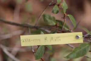 Rhododendron 'Malta' 2338-1994