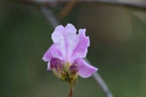 Rhododendron 'April Dawn' 610-1999