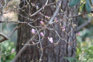 Rhododendron 'April Dawn' 610-1999