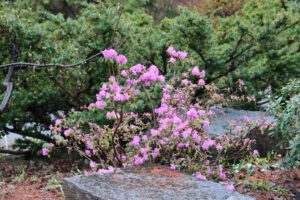 Rhododendron dauricum 2811-1978