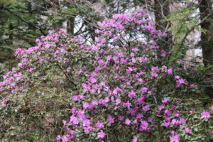 Rhododendron dauricum 2811-1978