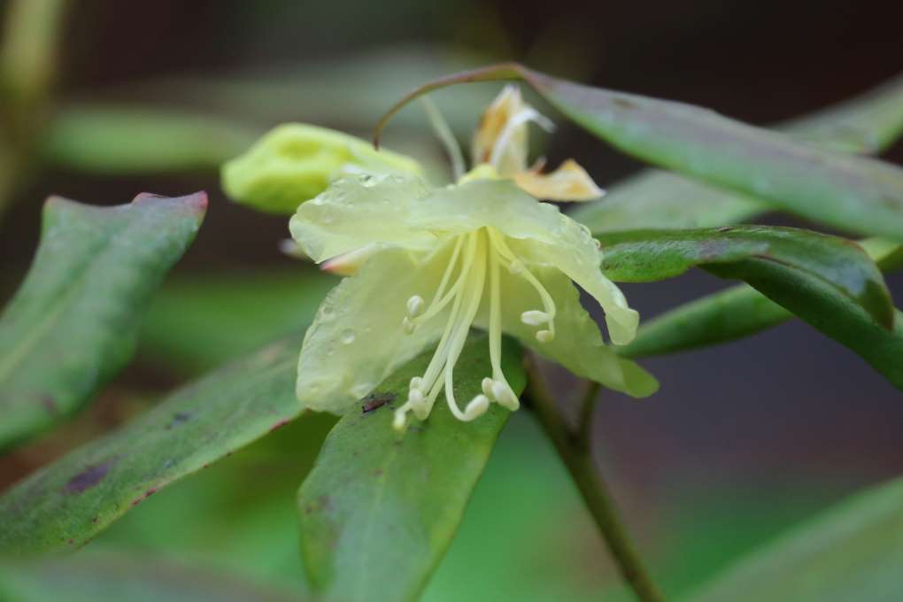 Rhododendron keiskei 561-2011
