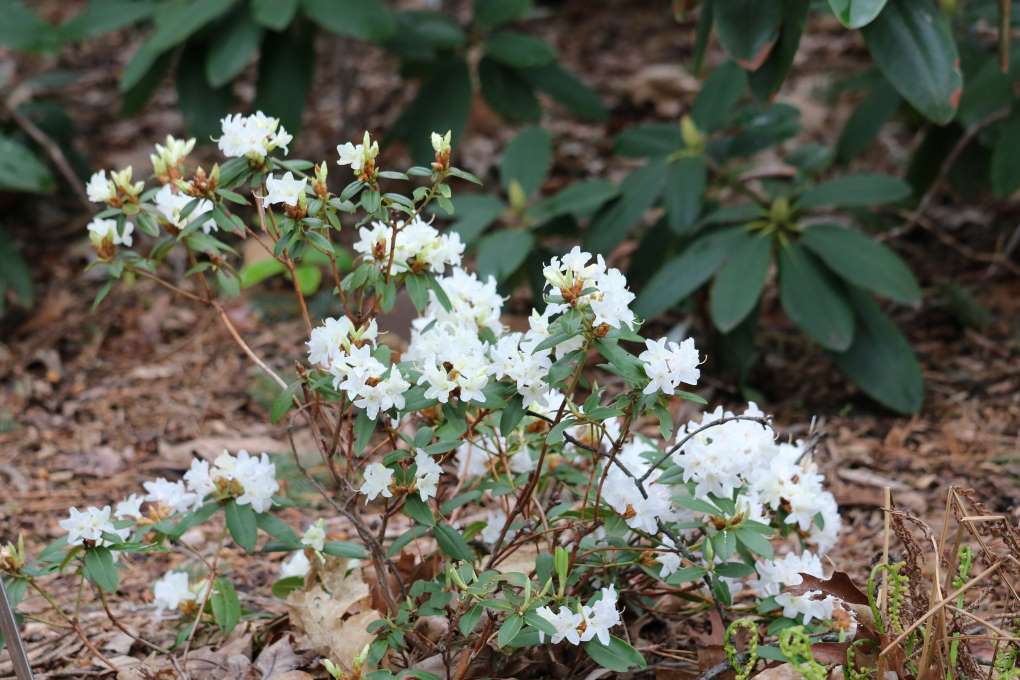 Rhododendron 'Sugar Puff' 1361-2019